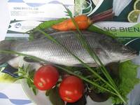 Barramundi/ Seabass Fish, Origin: Vietnam