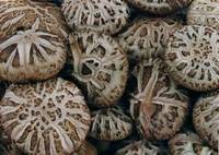 Dried Mushroom
