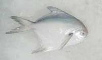 POMFRET SILVER