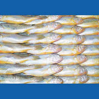 Frozen Yellow  Corvina 
