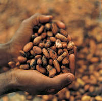 Dry  Cocoa  for  Sale 