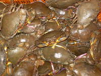  Crab s ( Live ) /  Crab  Meat