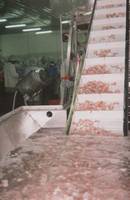  Shrimp  Feed Tank Conveyor