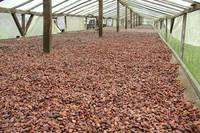 Cocoa