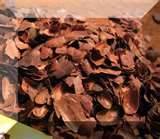  Cocoa   Shell 