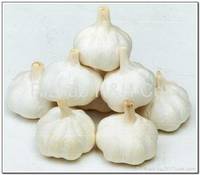  Fresh   Garlic 