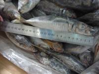 Frozen Horse Mackerel