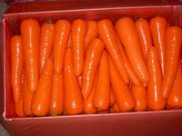 2011 New Crop Fresh Red Carrot