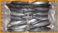Frozen Bonito Whole Round