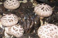 Flower Shiitake Mushroom