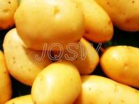Potato/Holland Potato/Fresh Potato