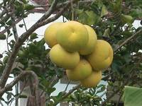 Pomelo