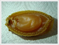  Dried  Abalone Meat