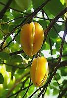  Fruta  Carambola (Star Fruit)