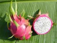 Dragon Fruit