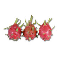 The Fresh Dragon Fruit Export Only