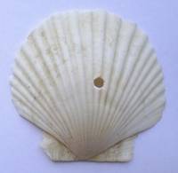  Scallop   Shell 