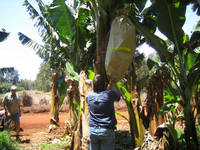 Banana Protective  Bag s