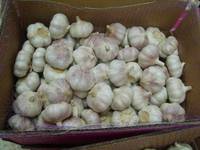 Normal White Garlics/Pure White Garlics, 2011 New Crop