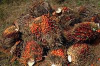  Palm  Oil and  Palm   Nuts 