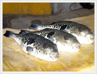 Takifugu Rubripes(Temminck Et Schlegel)