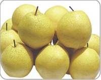  Snow  Pear