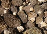 Morel