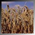 Wheat & Barley