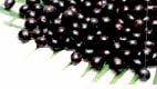 Fruit  Pulp  -  Acai   Powder  50k, 100k 500kg