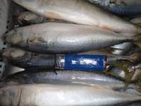  Frozen   Pacific   Mackerel 