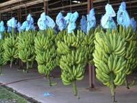  Fresh   Cavendish   Banana s