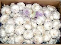 Fresh Normal/Pure Garlic