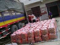  Chinese   Carrot 