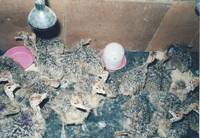  Ostrich  Chicks