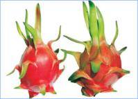 Dragon Fruit