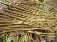 Fresh Burdock Root ,Burdock ,Great Burdock