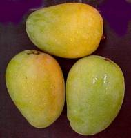 Fresh Mango