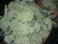  Fresh   Broccoli 