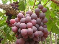 Fresh Grapes