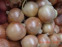 Onion