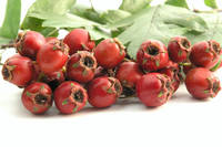  Hawthorn e  Berry   Extract  Powder