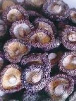 Mushrooms