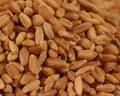 Hard Red Winter Wheat