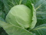 2010 Spring Cabbage No Pesticide Residues