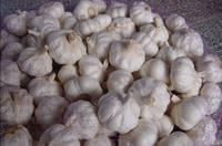 Fresh Normal Garlics