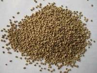  Dry   Walnut   Shell 