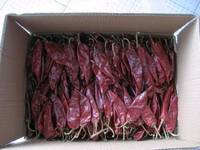 Red Chilli