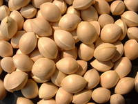 Gingko Nuts