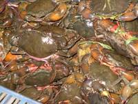 Fish Frozen / Dried / Salted-Crabs Live / Frozen