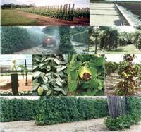 Offer of Black Pepper, White Pepper, Pink Pepper